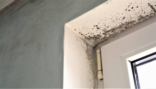 Best Commercial Mold Inspection  in Bay Village, OH