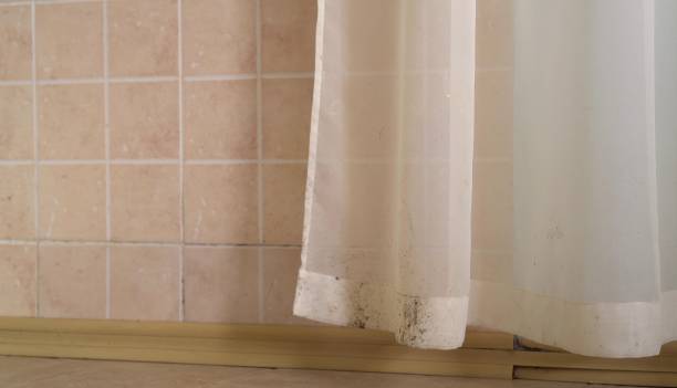 Best Black Mold Removal  in Bay Village, OH