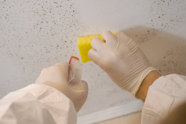 Best Post-Construction Mold Inspection  in Bay Village, OH