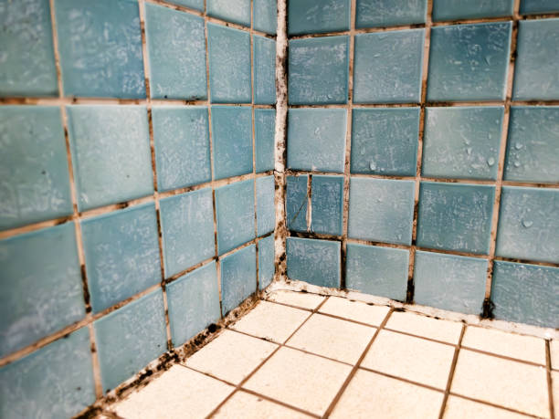 Best Forensic Mold Investigation  in Bay Village, OH
