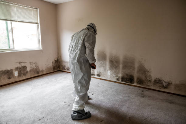 Best Biohazard Mold Removal  in Bay Village, OH