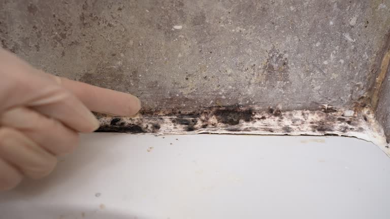 Biohazard Mold Removal in Bay Village, OH
