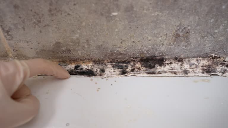 Best Attic Mold Removal  in Bay Village, OH