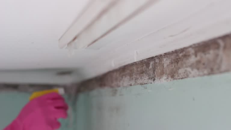 Best Comprehensive Air Testing for Mold Contaminants  in Bay Village, OH